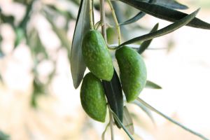 Long term low doses of virgin olive oil may have a protective effect on inflammatory disease due in part to the effects of oleocanthal.