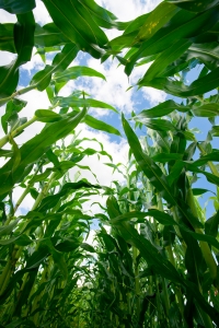 "(Novozymes Avantec) allows you to save a lot of corn and still produce the same amount of ethanol."