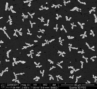 Silicon particles on the surface of an aluminium alloy.
