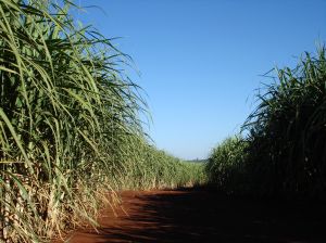 Sugarcane is a building block for biodegradable surfactants, agrochemicals and pharmaceuticals.
