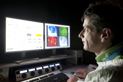 Associate Professor Michael Hickey examining microscopic images of leukocytes travelling through kidneys.