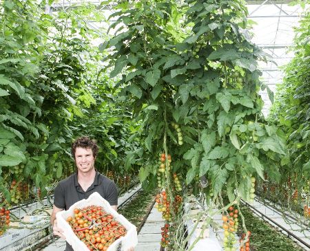 Hydroponic tomato grower Nathan Wilson.