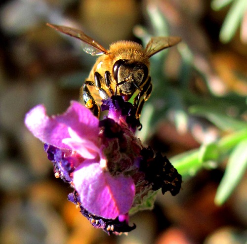 The health of bees is under threat, and our food could be at stake.