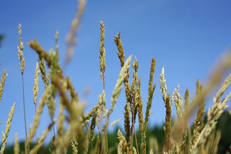 "The promise of creating wheat with greater resistance to stem rust is of major importance to the agricultural industry."