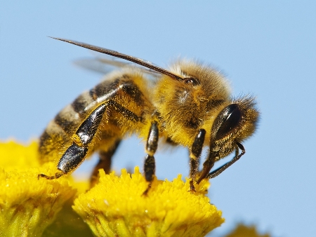 Researchers trained honey bees to land on discs that were placed vertically, and filmed them using high speed video cameras.