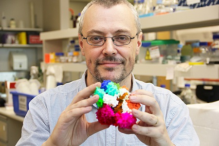 Associate Professor Oakley holding a model of the molecular structure of the DNA clamp (purple section), made with a 3D printer. (Image: University of Wollongong)