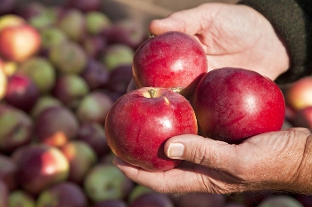 Tynong facility aims to improve competitiveness and sustainability of Australia's apple supply chain.