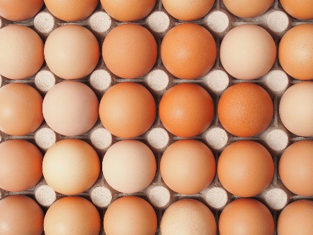 Eggs are one of the leading sources of Salmonella, which affects business reputations as well as consumer health.