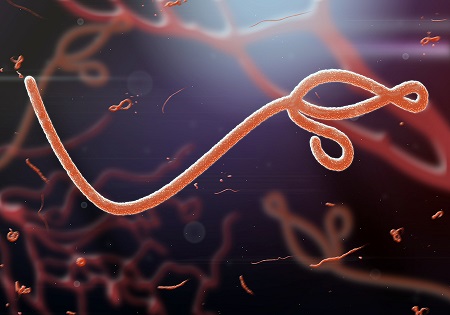 PHAA: Australia needs to respond to the African Ebola outbreak in 'three key ways'.