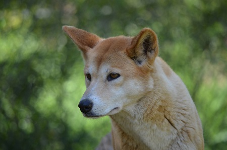 "By helping dingoes thrive, we expect … improved returns to cattle graziers."