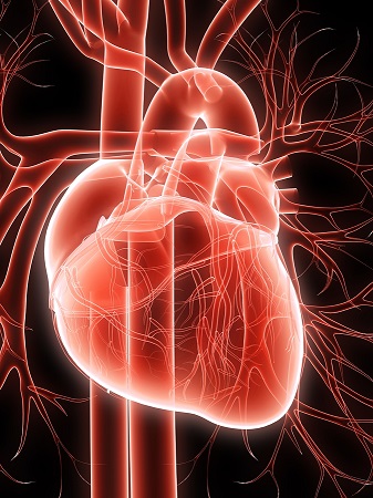 "Genetics have an important role in dilated cardiomyopathy but … there's been a real problem in finding the genetic underpinnings of this disease."