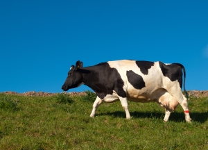 The parasite can be found in a wide range of beef and dairy cattle herds.