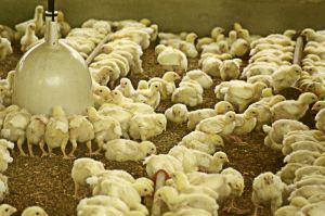 "Poultry farms conferred the greatest risk, with those who had grown up in this environment three times as likely to develop a blood cancer as those who had not."
