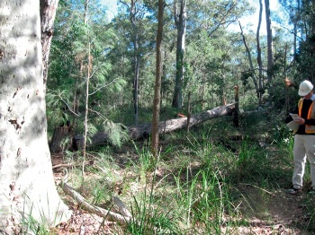 Manual tree felling fatal incident investigation.