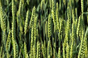 The discovery could lead, eventually, to the production of high-yielding, flood-tolerant crops, benefiting farmers, markets and consumers across the globe.