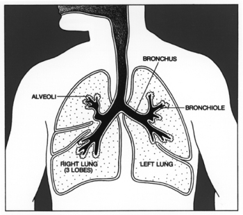 Idiopathic Pulmonary Fibrosis (IPF) is a progressive and currently incurable disease characterised by the buildup of fibrous scar tissue within the lungs.