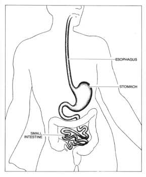 Ascaris lumbricoides is one of the most common parasites of humans, affecting more than one billion people in developing countries, particularly children, causing impaired physical and cognitive development, and in severe cases death, due to lack of nutrient absorption and intestinal blockage.