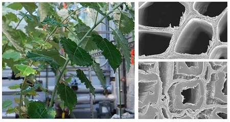 Poplar stems (left) respond to bending stress by producing tension wood, which has characteristics desirable in a bioenergy feedstock.Electron micrographs from a comprehensive BESC study reveal how tension wood (bottom right) develops a secondary cell wall layer, in contrast to normal wood (top right).