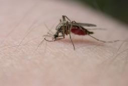 Malaria affects more than 200 million people worldwide, causing nearly 800,000 deaths per year, mostly young children under five. 