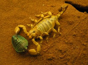 Scorpions hold lessons for limiting wear and tear on moving machinery parts.
