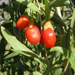 "The goji berry is abundant in taurine, an ingredient credited with anti-oxidative, anti-inflammatory and immuno-modulating properties which could protect the retina."