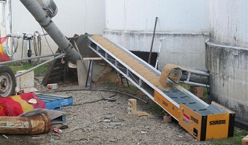 Conveyors move grain into a collection hopper and on to an incline auger.