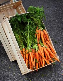 Calcium-rich carrots are just one of an array of GM superfoods.