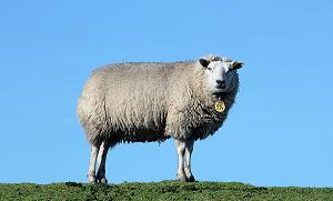 This latest study compared the production of lamb in New Zealand between 1990 and today, taking into account fluctuations in flock numbers.