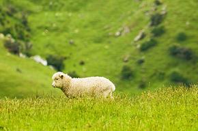This latest finding could help improve lamb survival rates in Australia.