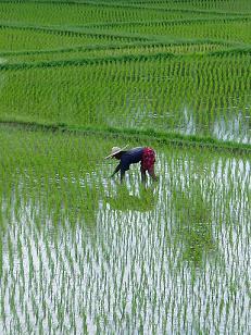 White rice is a staple of the South East Asian diet - now scientists are working on an iron-fortified variety which will deliver essential nutrients to large populations who rely on this cereal for their nutritional needs.