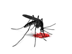 Dengue fever is a mosquito-borne viral  disease, which is now present in all tropical and sub-tropical regions of the world.