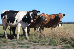 The robotic rotary is designed for Australian grazing herds with more than 300 cows.