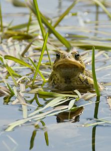Cane toads need constant access to surface water.