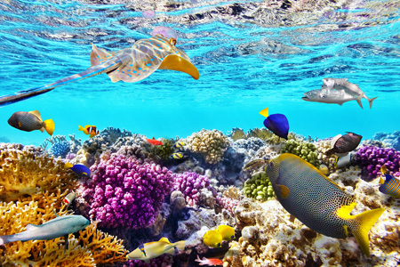 Research shows our marine environments are one of the main reasons international tourists choose to visit Australia.