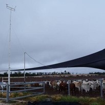 Weather monitoring stations used to optimise feedlot productivity