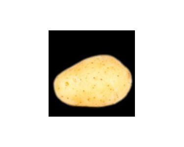 AIT Vegetable Machinery -         Potato Destoning Machine