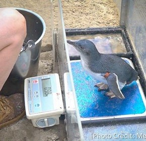 Happy Feet at Melbourne Zoo