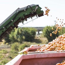 Mandarin Picking Machine