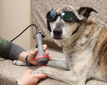 Companion - Companion® CTS Duo 25W Laser | Veterinary Laser Therapy