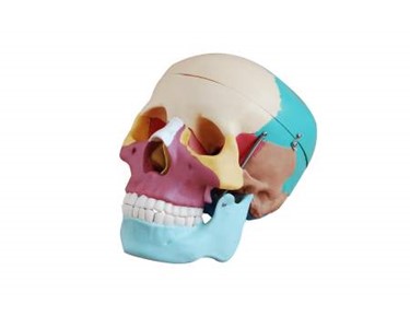 Life-Size Skull with Colored Bones | Mentone Educational
