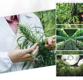 Data Logging Solutions | CANNABIS CULTIVATION Data Logging Solutions | CANNABIS CULTIVATION