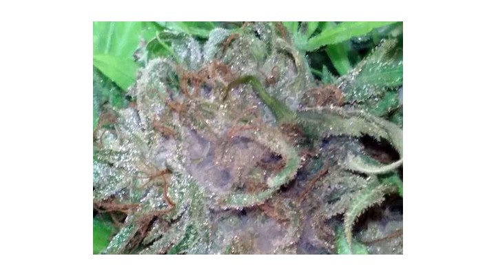 Cannabis Bud Rot caused by high humidity