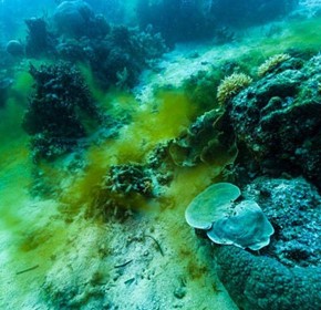 Ocean For Life Ocean For Life