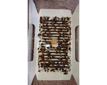 Viper - Cockroach Glue Trap (pack of 10)