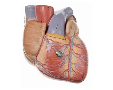 Heart | 3/4x (2pt) | Mentone Educational