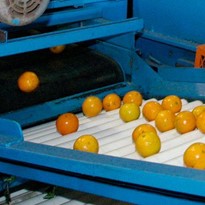 Mandarin Picking System