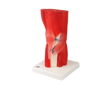 Knee Joint with Removable Muscles | Mentone Educational Centre