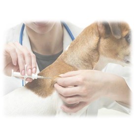 Microchips - Veterinary Mini and Standard Microchips