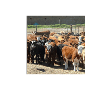 CattleLink Software
