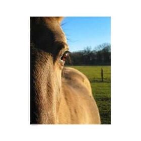 Livestock Feed | Equestrix
